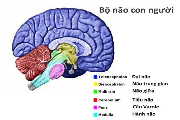 Bộ não con người